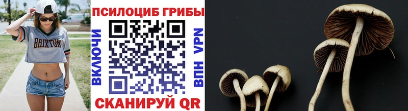 как найти   Шарыпово  Галлюциногенные грибы Magic Shrooms 